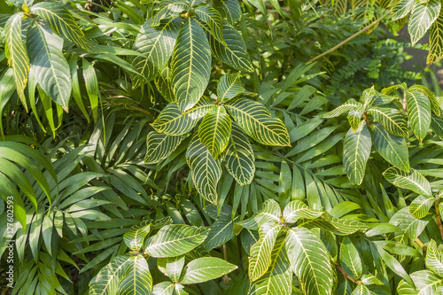 various jungle plants