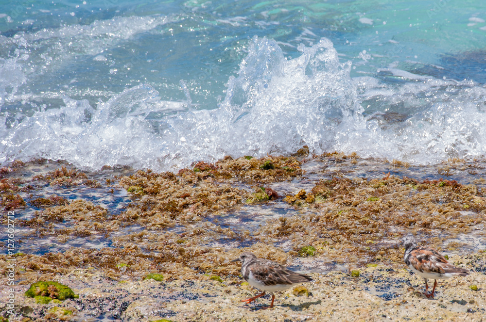 Fototapeta premium Caribbean beach