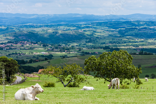 Fototapeta Naklejka Na Ścianę i Meble -  herd of cows, Rhone-Alpes, France