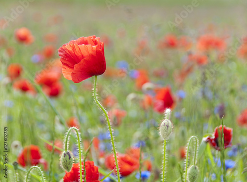 Wild poppies