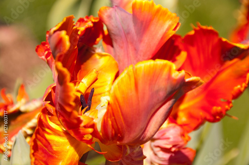 Orange parrot tulip
