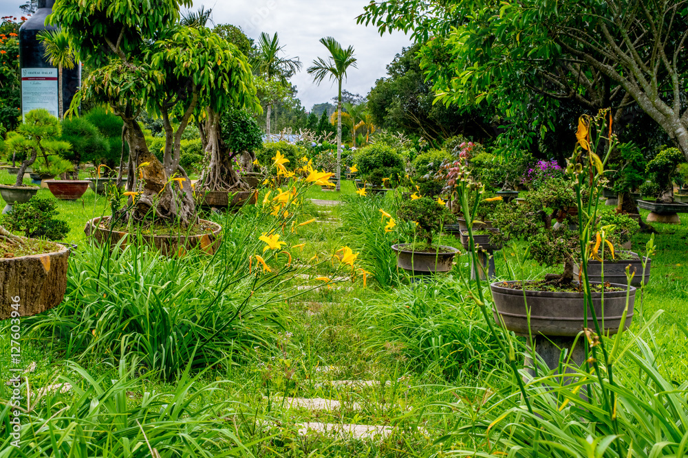 Yellow Lillies at a park of flowers with stone path