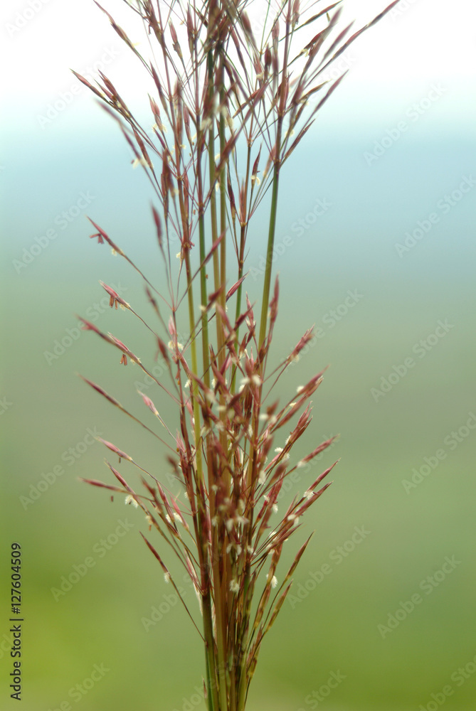Fototapeta premium Grass is beautiful