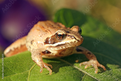 Frog on grass, focus on eye.
