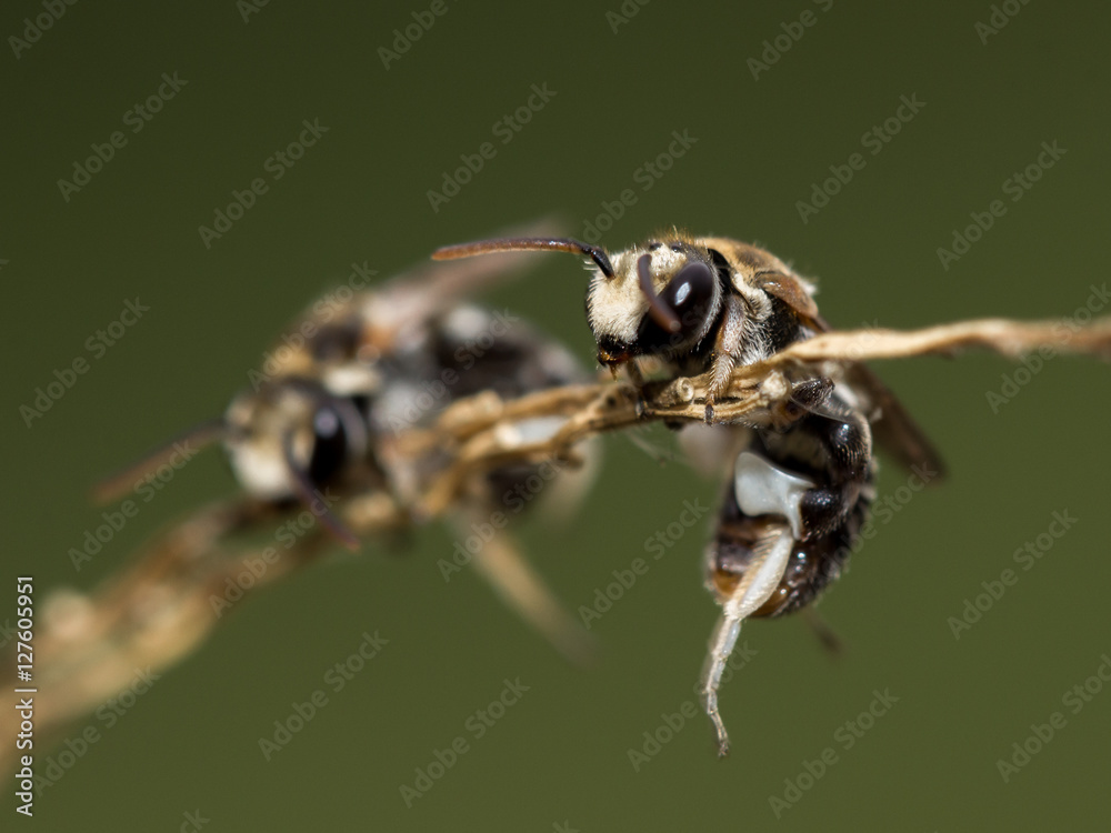 Fototapeta premium Small bees.