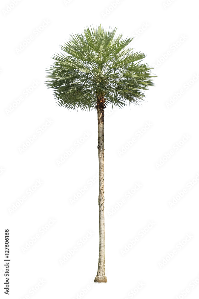 Fototapeta premium Palm tree isolate on white