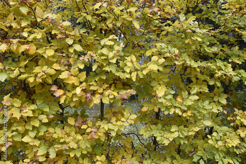 Autumn Autumn