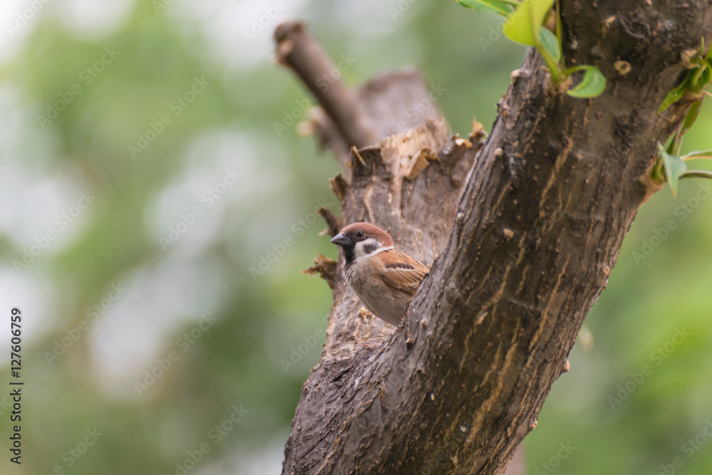Bird (Eurasian Tree Sparrow) on a tree