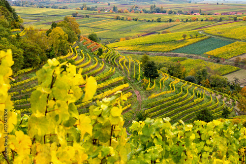Herbstliche Weinberge bei Birkweiler