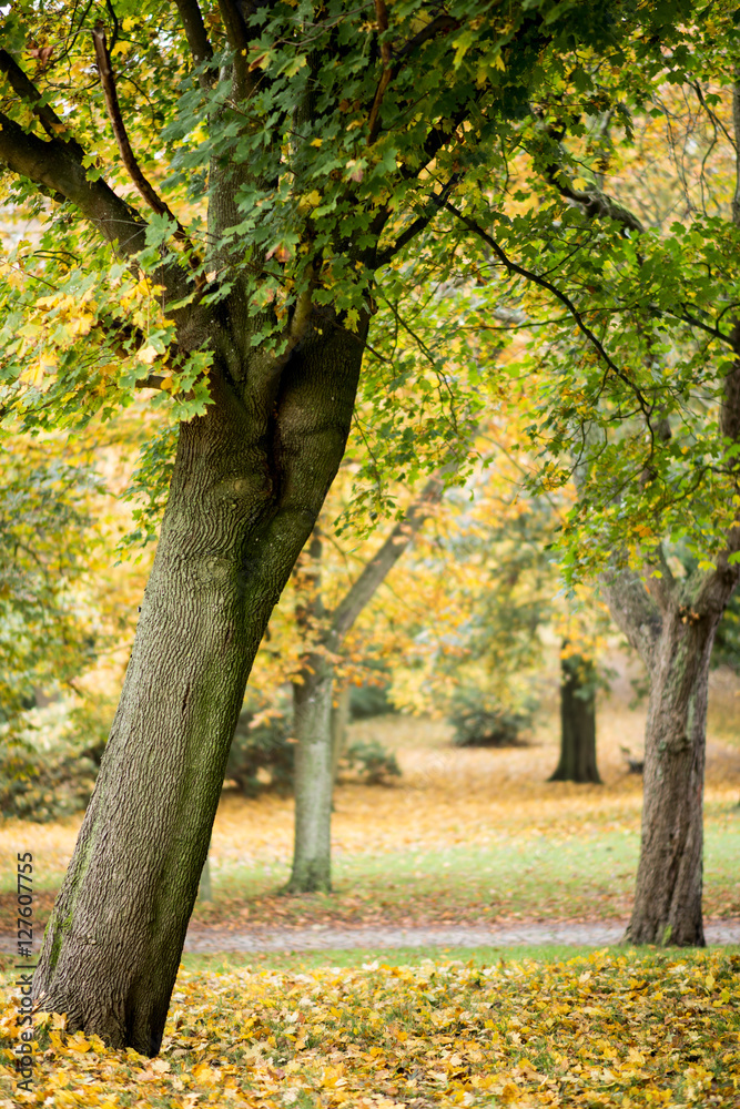 Herbstwald Herbstwald