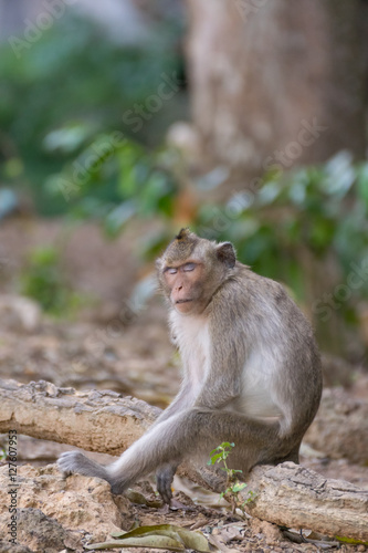 Monkey sitting on ground © pongmoji