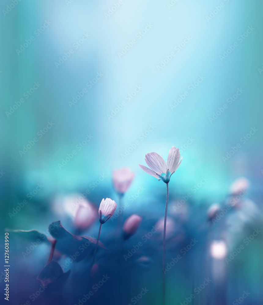 Obraz premium Wiosenne białe kwiaty leśne pierwiosnki na pięknym niebieskim tle. Makro. Niewyraźne delikatne tło błękitnego nieba. Tapeta na pulpit kwiatowy tło pocztówka. Romantyczny delikatny delikatny obraz artystyczny.