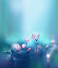 Spring forest white flowers primroses on a beautiful blue background. Macro. Blurred gentle sky-blue background. Floral background desktop wallpaper a postcard. Romantic soft gentle artistic image.