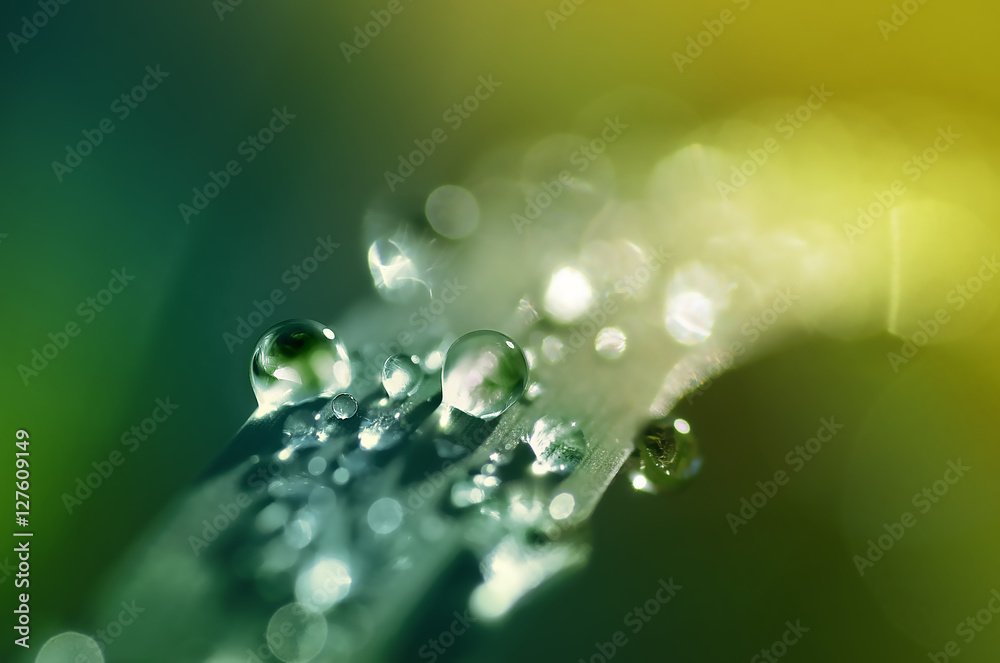Beautiful clean brilliant large drops water dew on blade of grass macro close-up in rays of sunlight in summer spring nature outdoors. Exquisite artistic image, round sunny bokeh, soft background blur