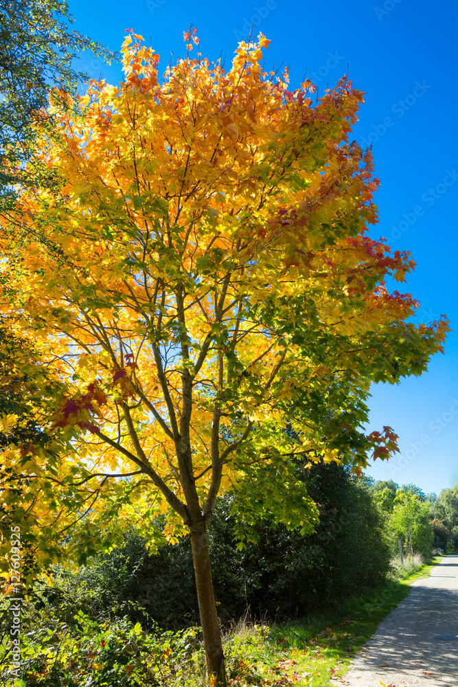 Naklejka premium Automn