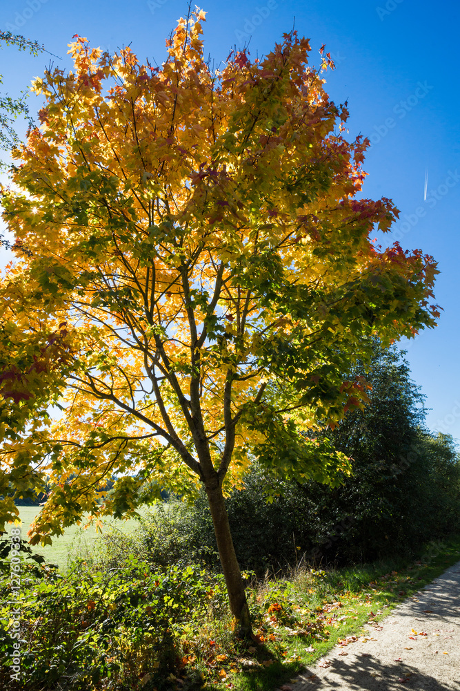 Naklejka premium Automn