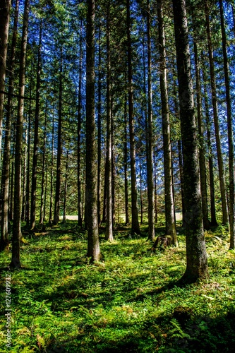Sonniger Wald in Österreich