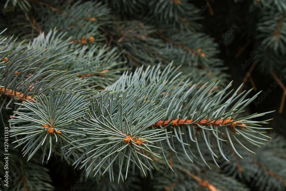green fir branch closeup on a blurred background