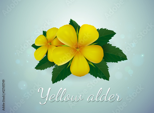 Yellow alder flower