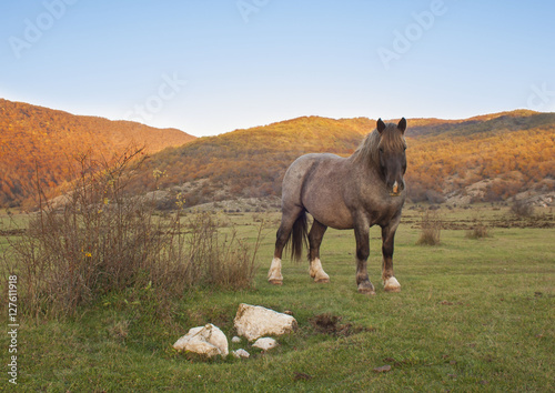 cavallo in autunno, abruzzo, italia photo