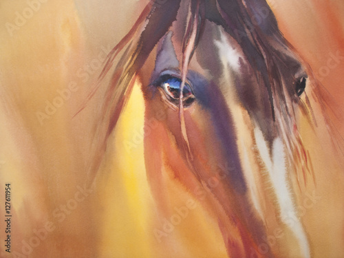 Fototapeta źrebię na łące