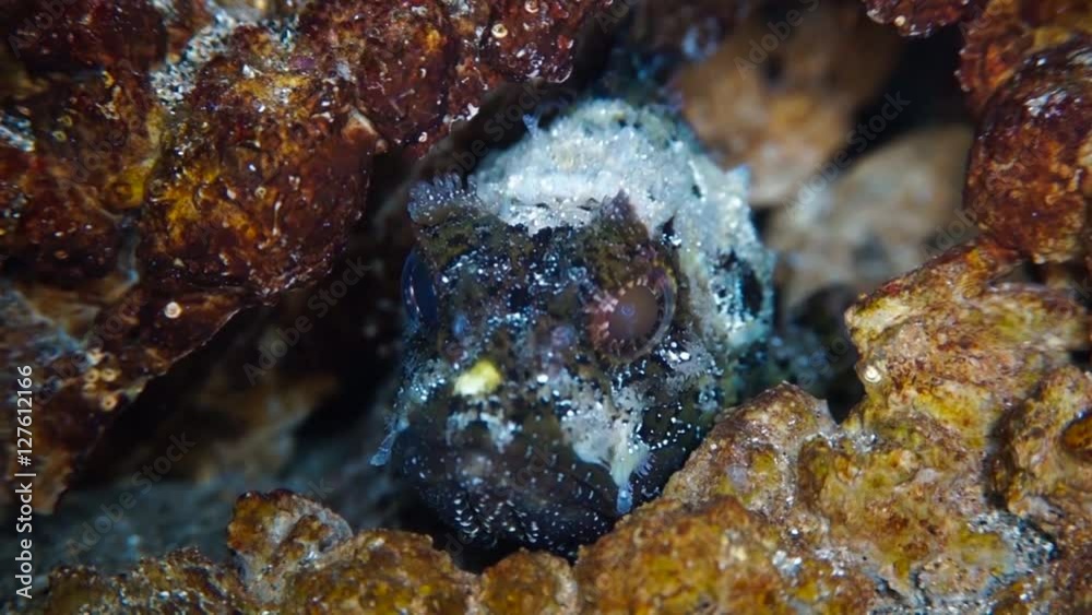 Black scorpionfish (Scorpaena porcus) feeding Black scorpionfish (Scorpaena porcus) feeding