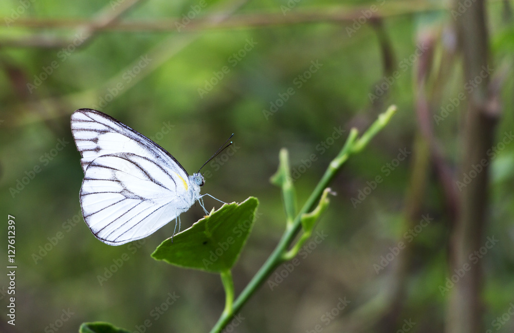 Beautiful butterfly in the garden Beautiful butterfly in the garden