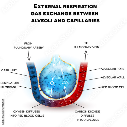 Alveoli anatomy, external respiration gas exchange between alveoli and capillaries, with detailed description