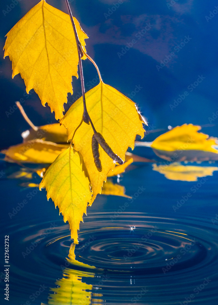 Obraz premium Leaves of birch over the water with ripples from the raindrops