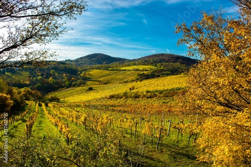 Weinberge im Herbst in Österreich