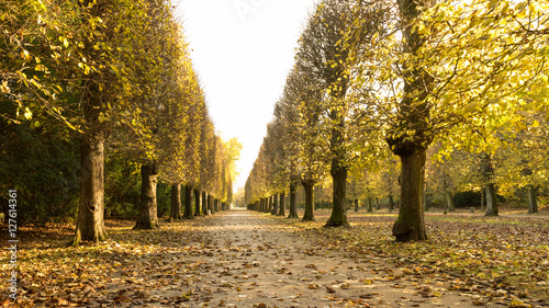 Herbstallee in voller Farbpracht