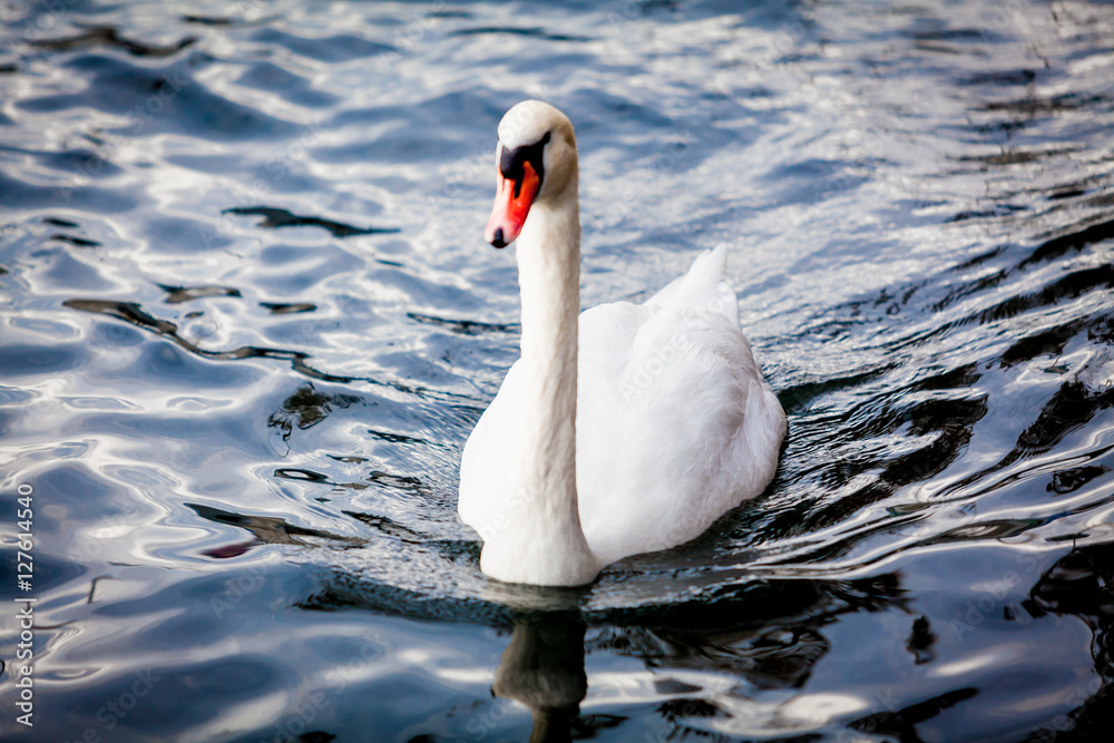Naklejka premium White Swan on the Lake. Swan on water. Mute swan