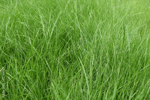 Gras nah grün lang gewachsen 