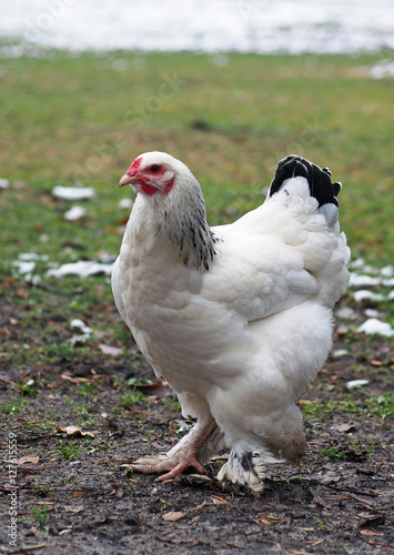 Young white brahma hen on a lawn