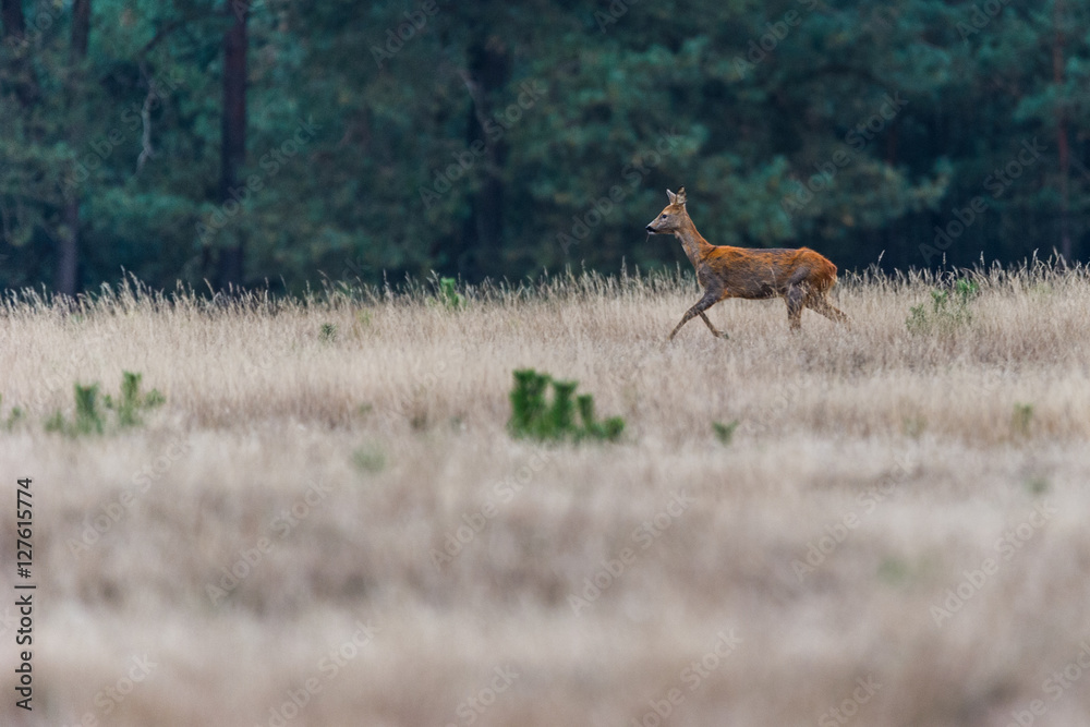 Ricke in der Landschaft von De Hoge Veluwe Ricke in der Landschaft von De Hoge Veluwe