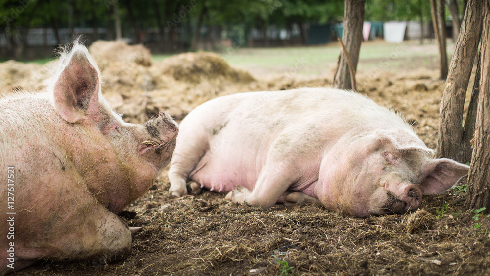 Pigs are resting in a sanctuary for freed animals Pigs are resting in a sanctuary for freed animals