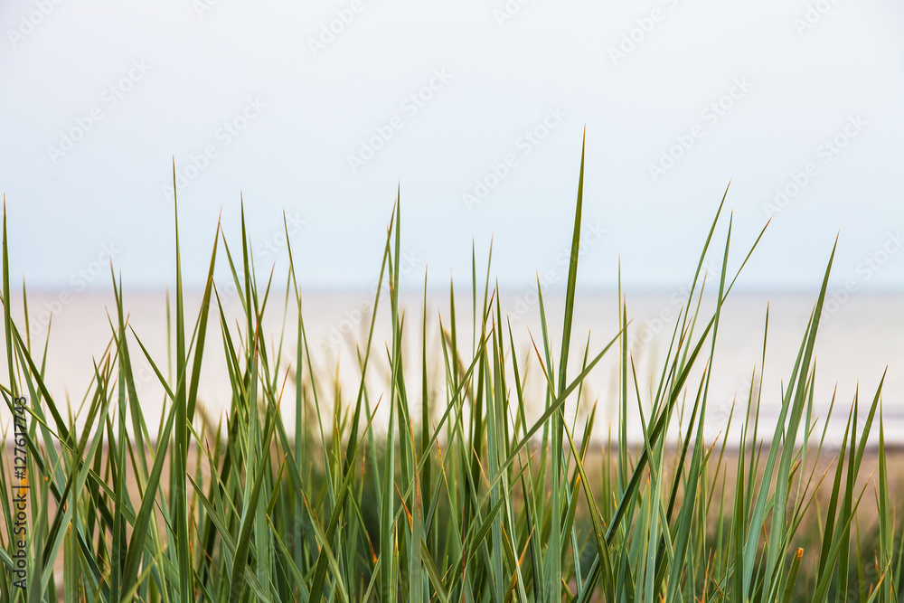 grass and sand on the beach in Latvia on a cloudy windy day