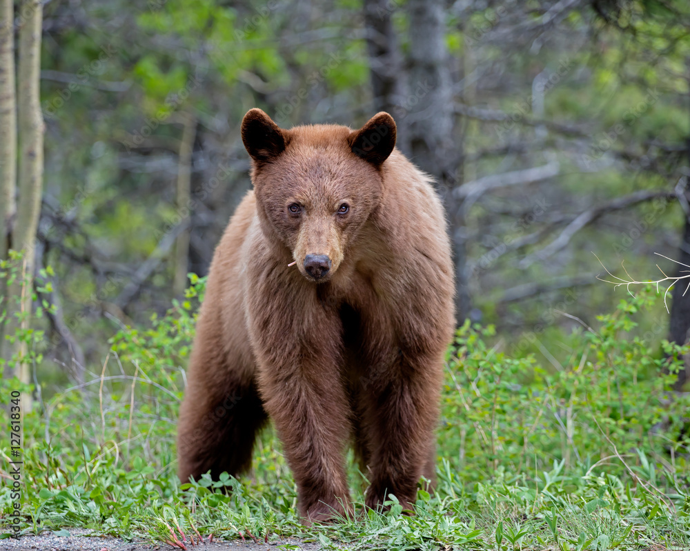 Cinnamon American Black Bear - female Cinnamon American Black Bear - female