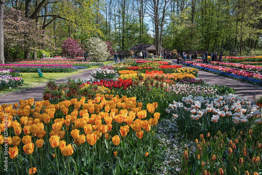 Multi-colored species of flowers in the park Multi-colored species of flowers in the park