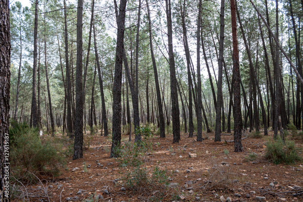 Obraz premium Bosque en otoño