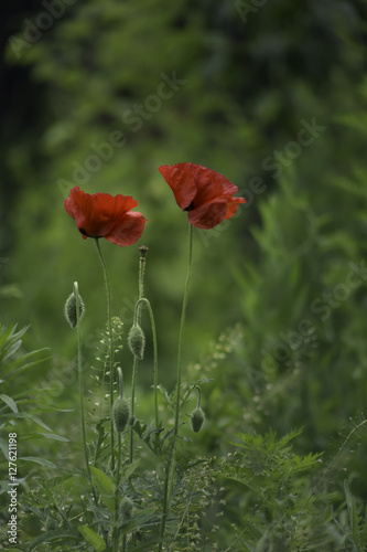 Poppy in field