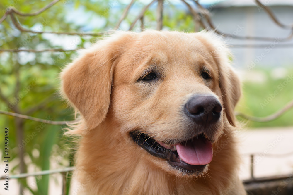 Obraz premium Portrait of a golden retriever dog