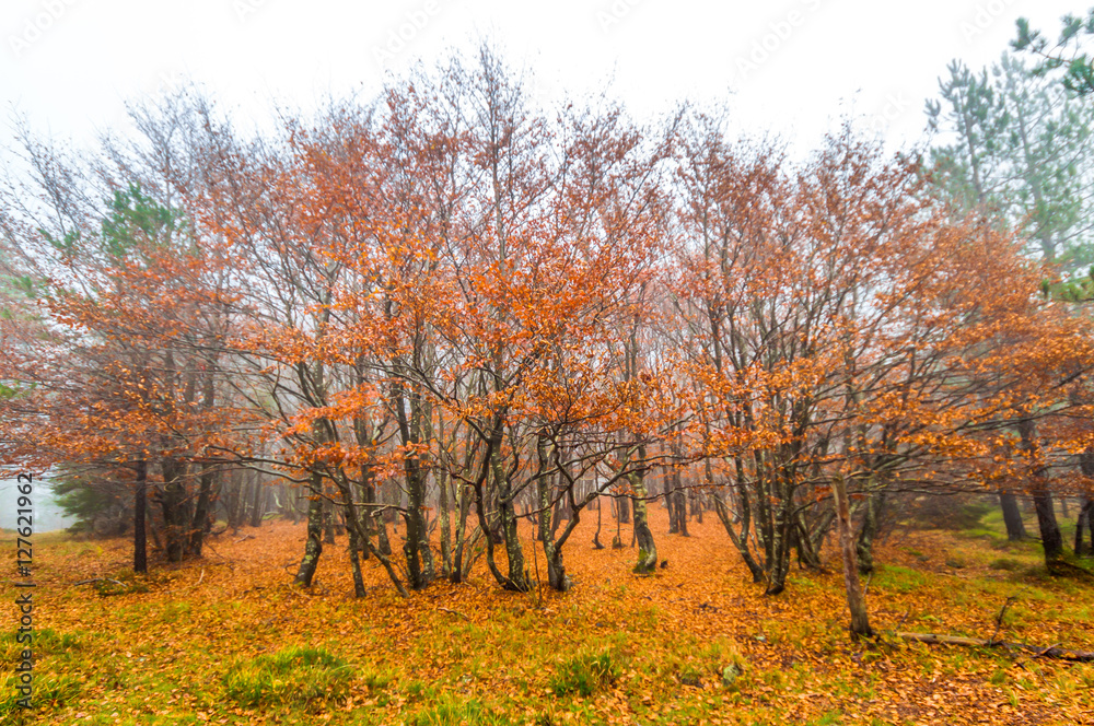 Fototapeta premium Autumn trees in the forest / Beautiful Colorful Autumn Leaves / autumn season