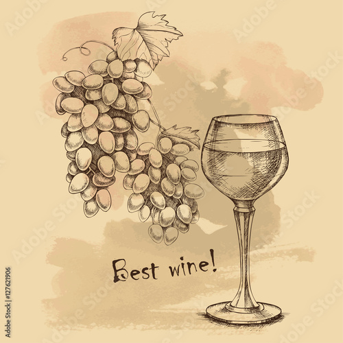 Vector sketch grapes, wine of for design