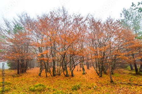 Autumn trees in the forest / Beautiful Colorful Autumn Leaves / autumn season