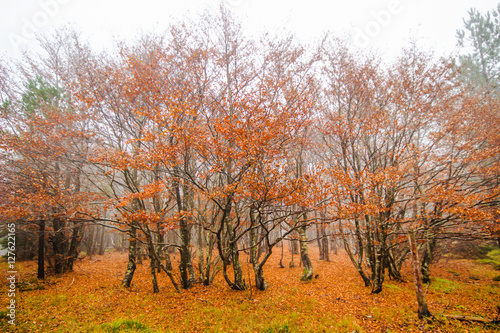 Autumn tree in the forest with foggy   tree in during autumn