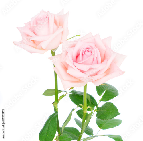 Pair of pink blooming fresh rose buds with green leaves isolated on white background
