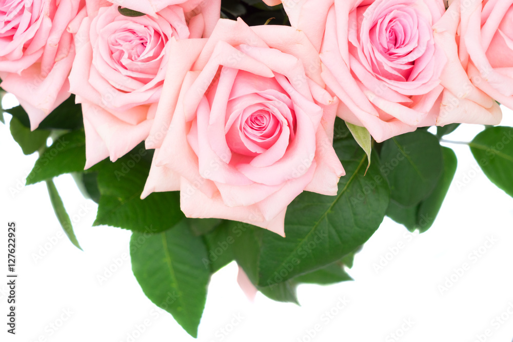 Pink blooming roses and leaves border isolated on white background