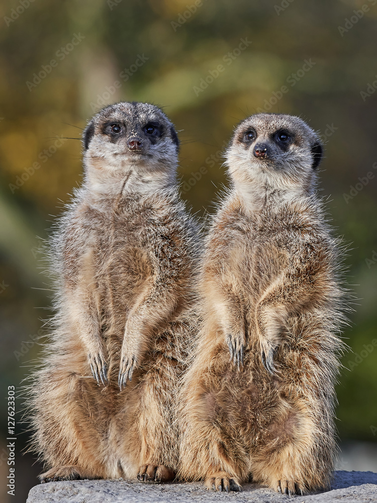 Fototapeta premium Meerkat (Suricata suricatta)