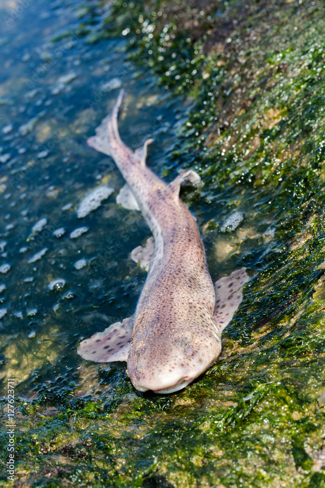 Obraz premium Dead shark on rocks